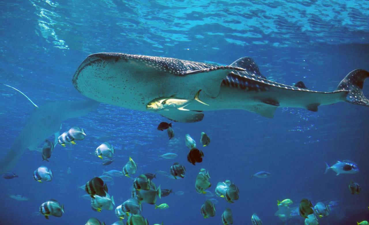 Dharavandhoo Stay 외부 사진